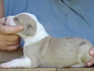 Great Dane Puppies in TX