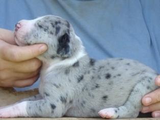 Great Dane Puppies in TX
