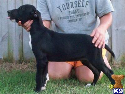 Great Dane Puppies in TX
