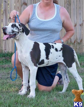 Great Dane Puppies in TX