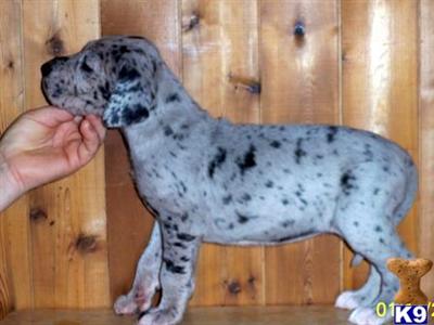 Great Dane Puppies in TX