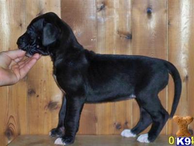 Great Dane Puppies in TX