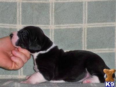 Great Dane Puppies in TX