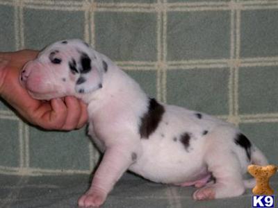 Great Dane Puppies in TX