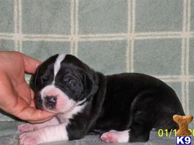 Great Dane Puppies in TX