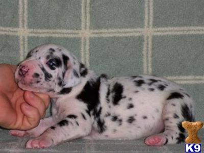 Great Dane Puppies in TX
