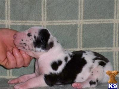 Great Dane Puppies in TX