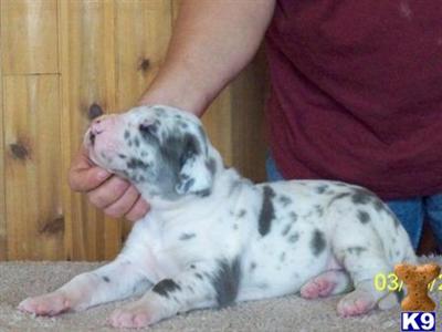 Great Dane Puppies in TX