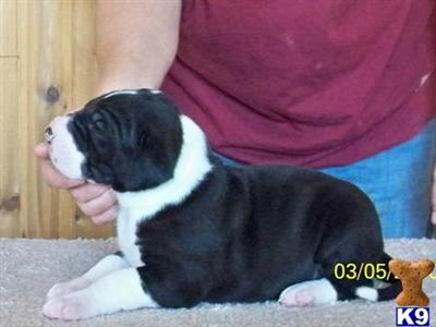 Great Dane Puppies in TX