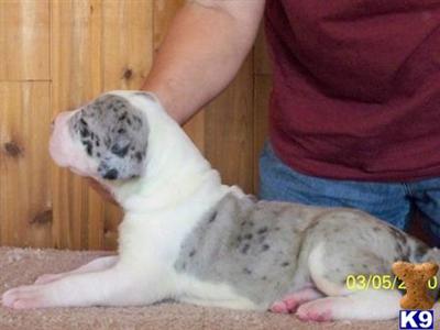 Great Dane Puppies in TX