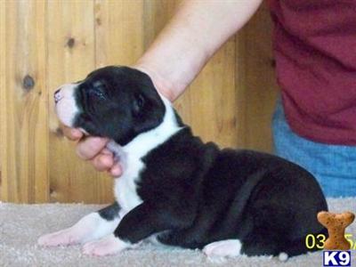 Great Dane Puppies in TX