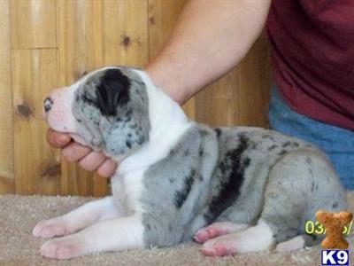 Great Dane Puppies in TX