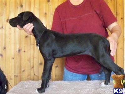 Great Dane Puppies in TX