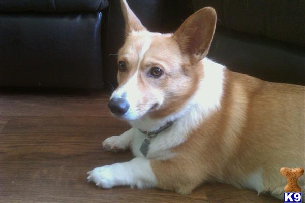 Stud Dogs - Pembroke Welsh Corgi