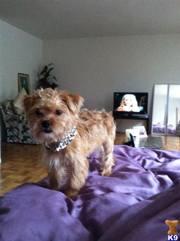 yorkie breeders nj document moved yorkie breeders nj document moved