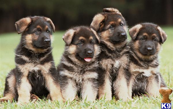 German Shepherd Puppies