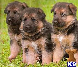 German Shepherd Puppies in TX