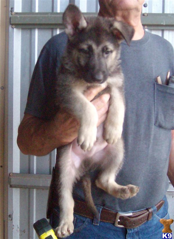 Puppies in Sandia