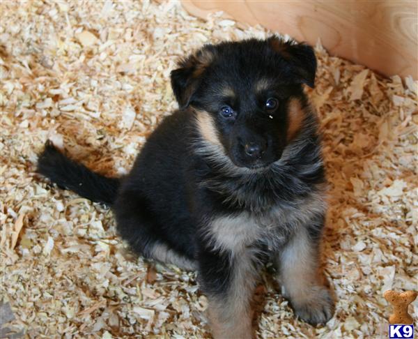 German Shepherd Puppies in TX