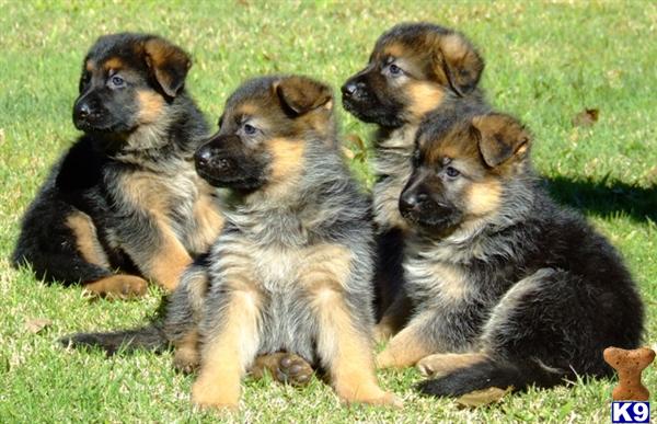 German Shepherd Puppies in TX