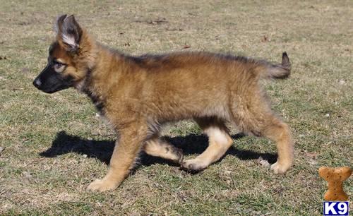 German Shepherd Puppies in TX