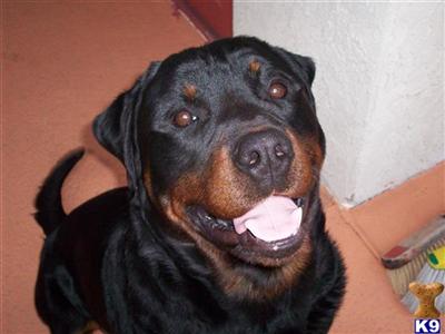 Stud Dogs - Rottweiler