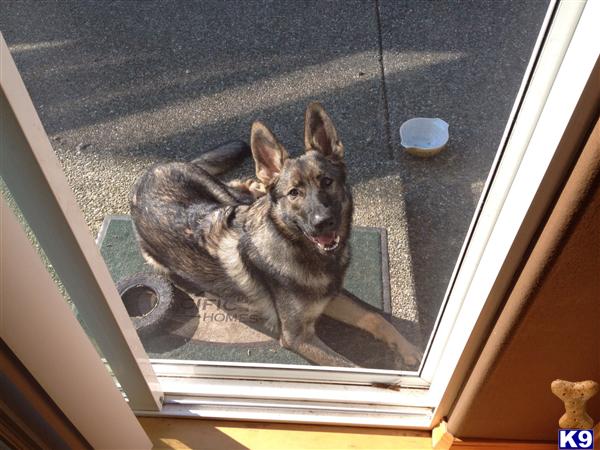 Dogs for Sale in WA