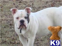 Dogs - Old English Bulldog
