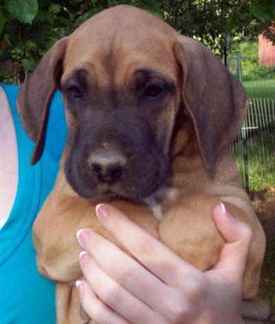 Puppies in WV