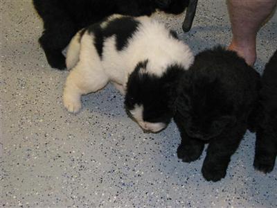 Newfoundland Puppies for Sale
