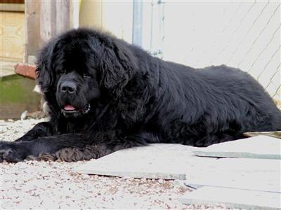 Newfoundland Puppies for Sale