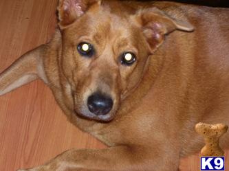 Dogs for Sale in FL