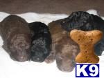 Puppies in Lafayette