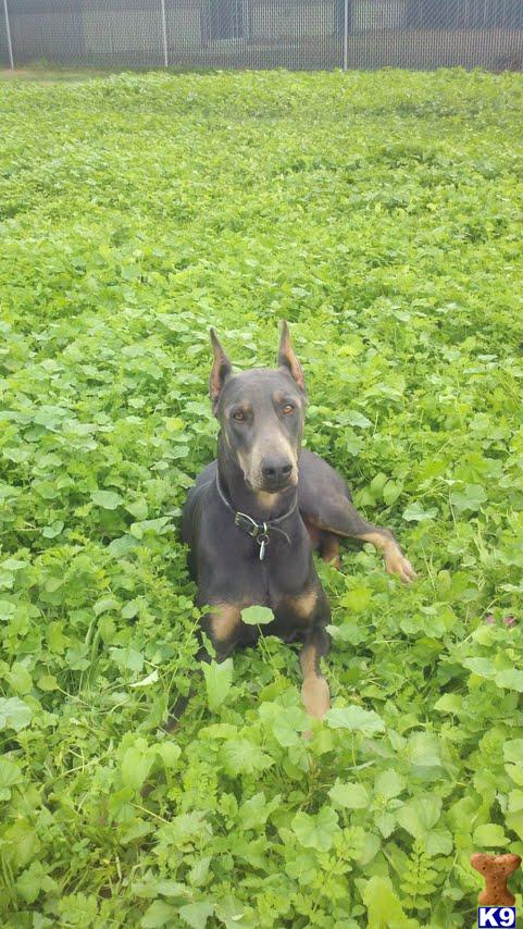 Stud Dogs - Doberman Pinscher