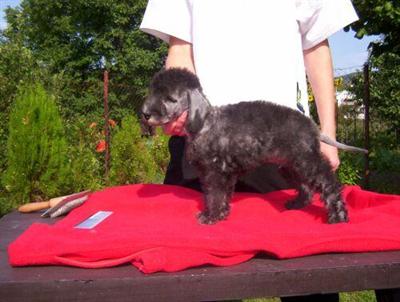 Bedlington Terrier Puppies for Sale
