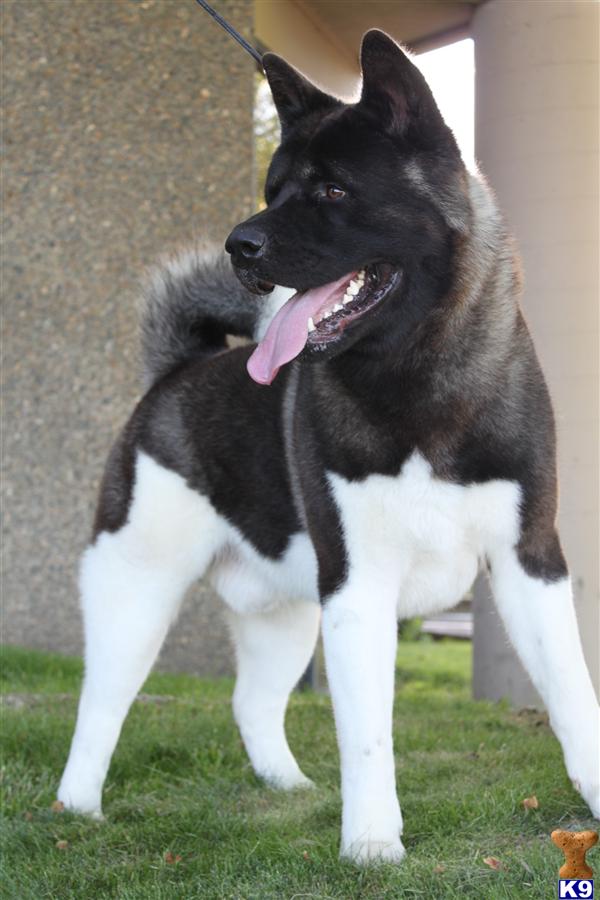 Stud Dogs - Akita