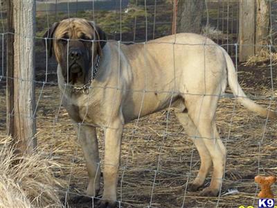 Puppies in KS