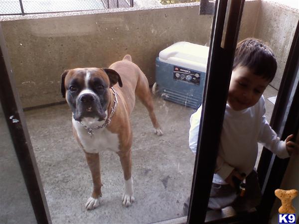 Stud Dogs in MA