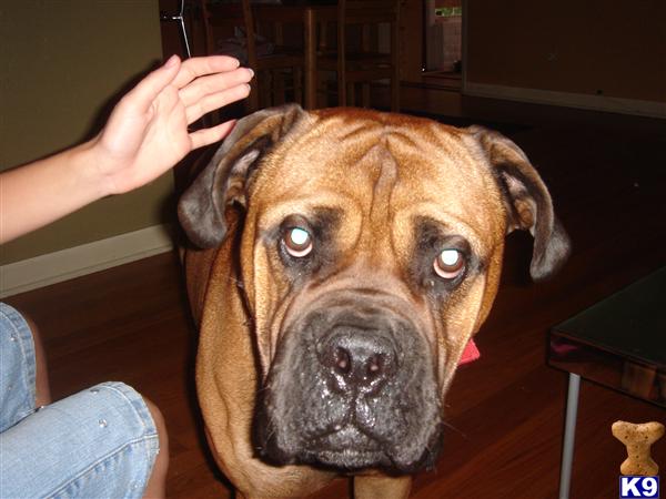 Stud Dogs - Bullmastiff