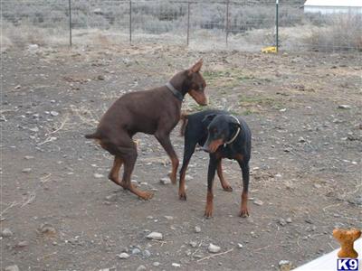 Puppies in WA