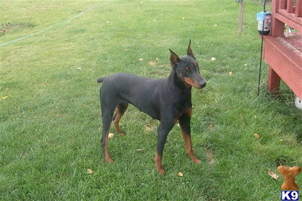 doberman puppies for sale in washington puppies for sale in washington petsale inc breeds picture doberman puppies for sale in washington puppies for sale in washington petsale inc breeds picture