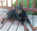 Dogs for Sale