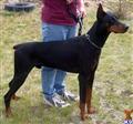 Doberman Pinscher