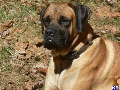 Stud Dogs - Mastiff