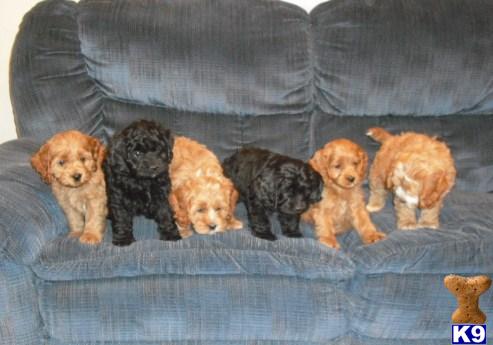 Cockapoos Puppies