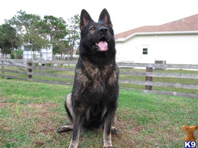 German Shepherd Puppies in FL