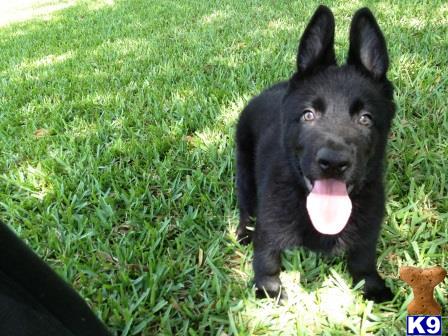 German Shepherd Puppies in FL
