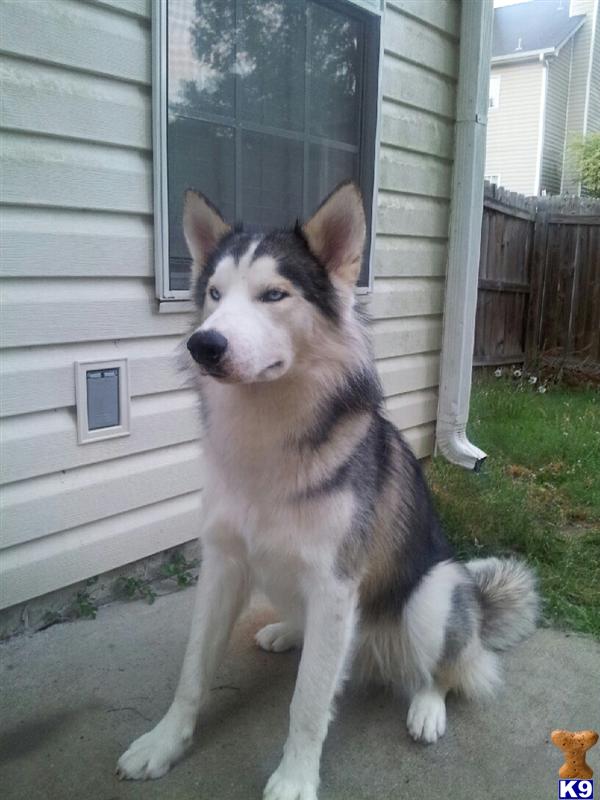 Stud Dogs - Siberian Husky