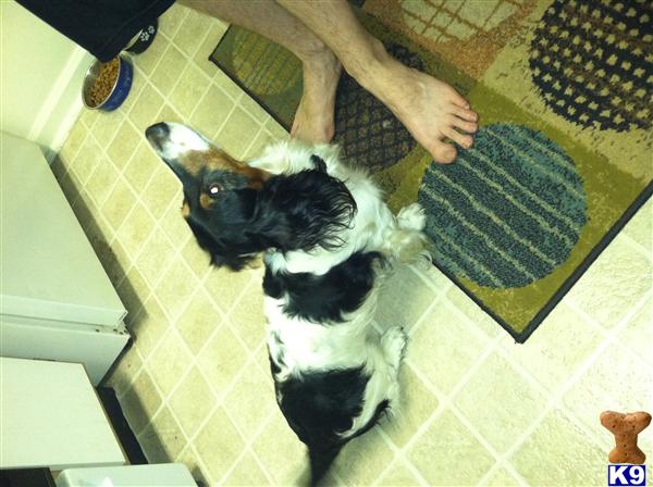 Stud Dogs in SC