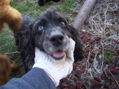 Dogs for Sale in MO